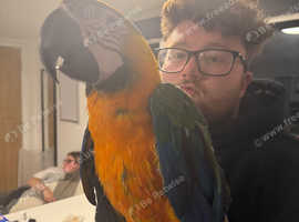 Harlequin macaw