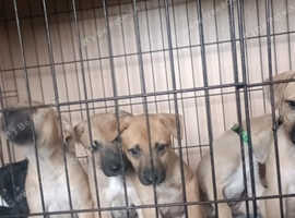 Lurcher pups