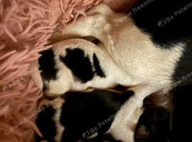 Jack russel puppies