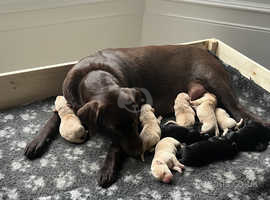 Stunning Black and Golden Labs for Sale 4 weeks old