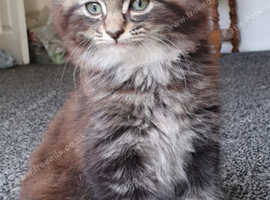 Maine coon cross