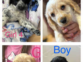 Beautiful working cocker spaniel puppies ready to fo