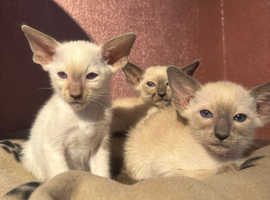 3 cute blue and lilac point oriental Siamese