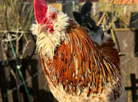 Beautiful rooster for sale