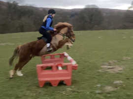 12.3 pony
