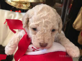Toy poodles for sale