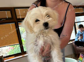 Bichon frise bitch