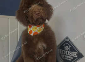 Chocolate doodle