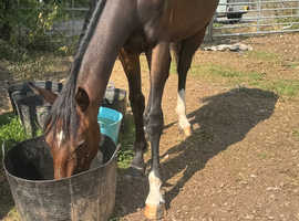 Stunning Flashy Youngster !!