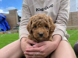 Gorgeous toy poodle cross puppies
