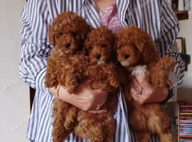 KC Red Toy poodle puppies