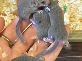 5 hand tame Pygmy squirrels
