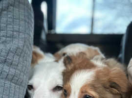 2 beautiful Welsh collie pups