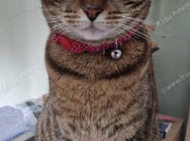 !! Missing !!