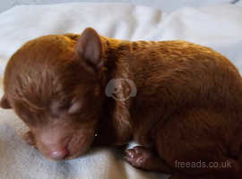 Stunning kc registered deep red miniature poodle girl puppies