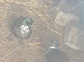 Pair of call ducks