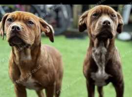 Cane Corso (Italian Mastiff)x Dogue de Bordeaux (French Mastiff)