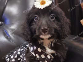 Adorable Cockapoo F1 Female puppies