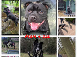 Beautiful Collie x K.C staffy pups
