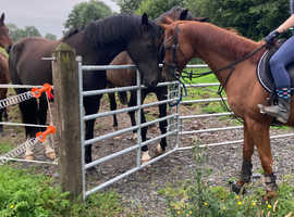 Chestnut 15 year old 15.2 ex-racer gelding thoroughbred