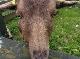 Two pygmy goats