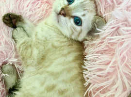 Snow Pure Bengal Kittens (Seal Lynx + Seal Mink Point)