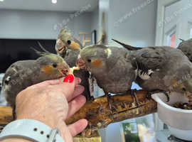 Hand reared baby Cockatiels