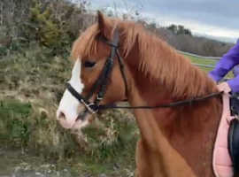 13.2hh registered 4 year old gelding