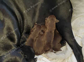 Gsp liver,roan ,black puppies