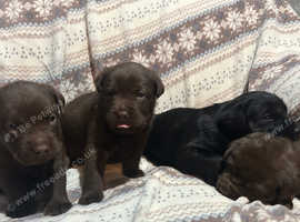 Staffrador puppies (staffy x Labrador)