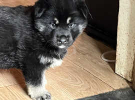 2 shepsky puppies for sale. Male £800 female £1000