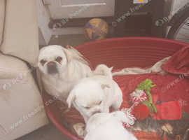 Little Teddy bears