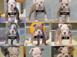 EXCEPTIONAL RATED - 5 STAR LICENSED REGISTERED BREEDER, Old tyme bulldog, Olde English bulldog, bulldog,