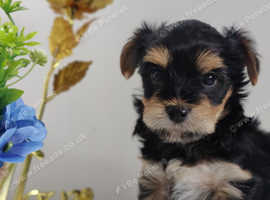 Outstanding Yorkshire terrier only 1 boy left