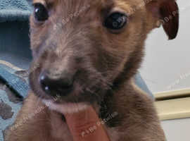 Lurcher puppy