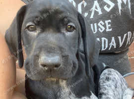 German Shorthaired Pointer Puppies