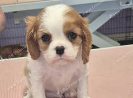 KC Cavalier king Charles Spaniel's puppies for sale