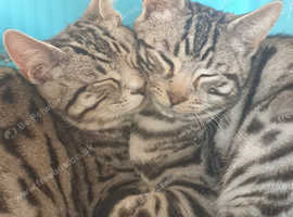 Beautiful Bengal/ Maincoon cats