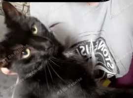 Male ( balineses)   Male ( pure black yellow eyes)