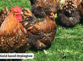 *PRE ORDER* Gold laced Orpington chicks!