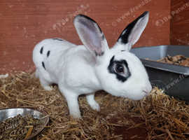 Stunning male mini rex for sale