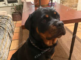 Rottweiler 8 month girl