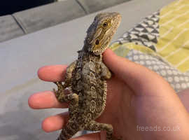 13 MONTH OLD BEARDED DRAGON