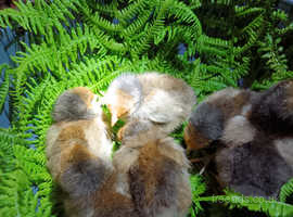 GOLD LACED ORPINGTON CHICKS