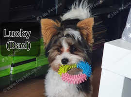 Ready To Go! Beautiful Girl Biewer Terrier