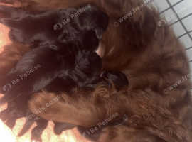 reduced cocker spaniels
