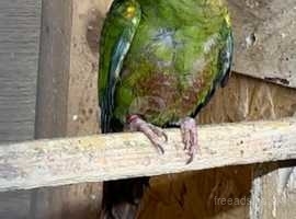 rose crown conure hen with DNA