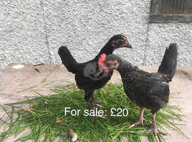 Other Chicken Breeds For Sale Rehome In Inverurie Find Chickens