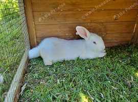 New zealamd white rabbit