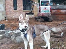 Syberian husky